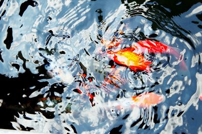 High angle view of multi colored fish in water