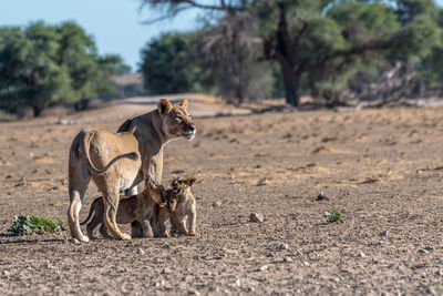 Lions on field