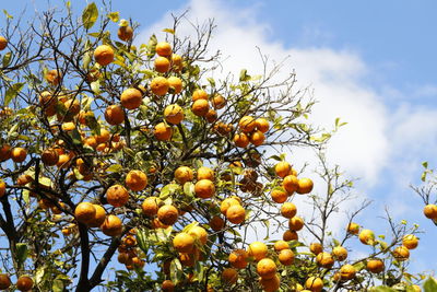 Ripe oranges hanging on a tree on a sunny day in rome, italy