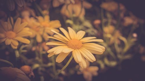 Close-up of hand holding flowers