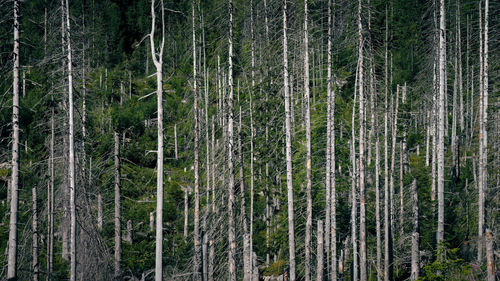 Many dry trees in a coniferous forest