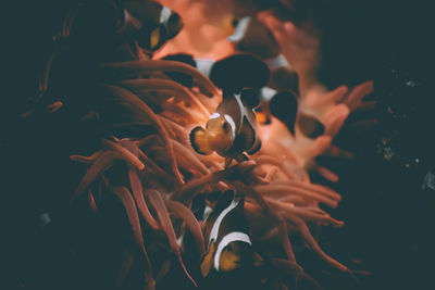 Close-up of fish swimming in sea