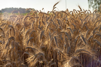 Close-up of wheat growing on field against sky