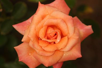 Close-up of hand holding rose