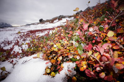 Close-up of snow covered plants against sky