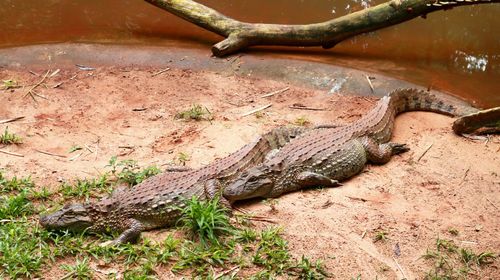 High angle view of lizard on field