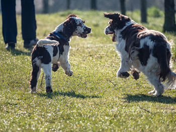 Two dogs running on grassland