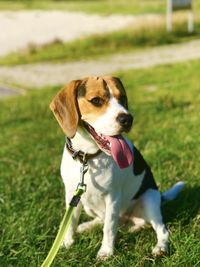 Close-up of dog on field