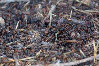 Close-up of insect on dry land
