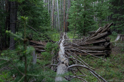 Pine trees in forest