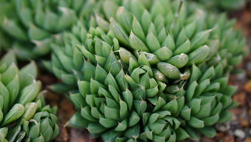 Close-up of succulent plant