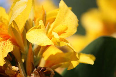 yellow