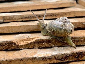 Close-up of snail on wood