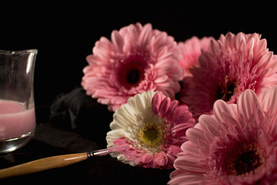Close-up of pink daisy on table against black background