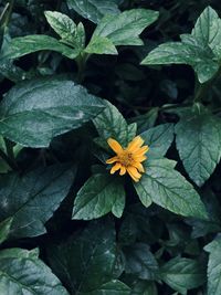 Close-up of green leaves on plant