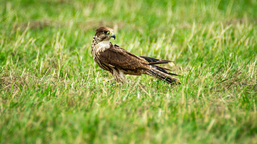 Bird perching on a grass