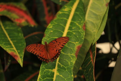 Close-up of butterfly on leaf