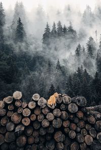 Stack of logs in forest