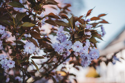 Low angle view of cherry blossom tree