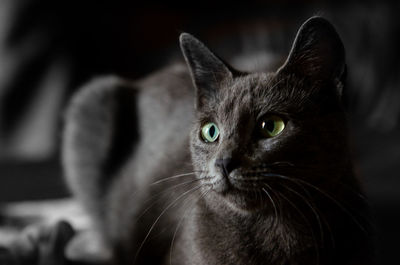 pet