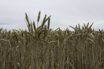 Close-up of wheat growing at the edge of a field with  grey sky