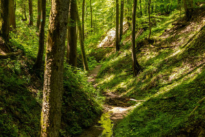 Trees growing in forest