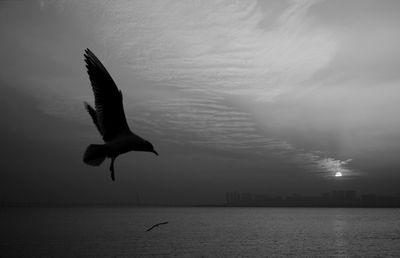 Seagull flying over sea against sky