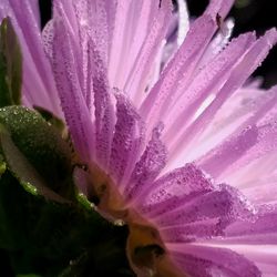 Close-up of wet purple flower