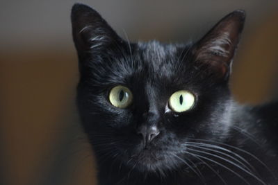 Portrait of black cat