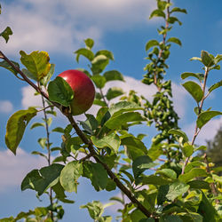 Low angle view of apple tree against sky