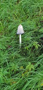 High angle view of mushroom growing on field