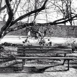 Empty bench in park