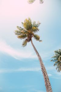 Low angle view of palm tree against sky