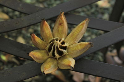 High angle view of dry flower on fence