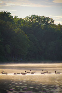 Birds in lake against trees