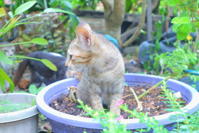 Cat sitting in a pot