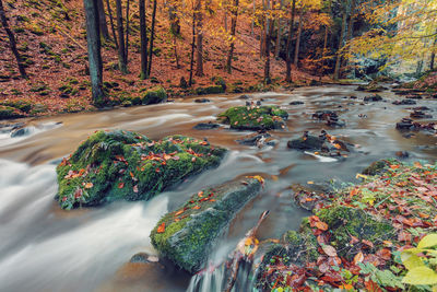 Plants and trees in forest during autumn