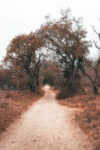 Road amidst trees in forest against clear sky