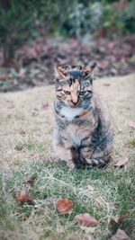 Cat sitting on field
