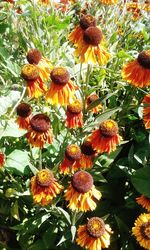 Close-up of flowers