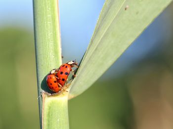 Close-up of ladybug