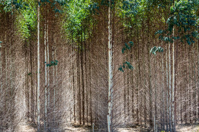 Digital composite image of pine trees in forest