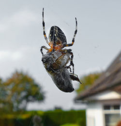 Close-up of insect on wall