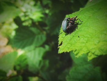 Close-up of insect on leaf