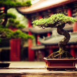 Potted bonsai tree 