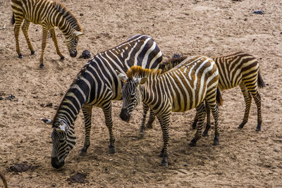 View of zebra zebras
