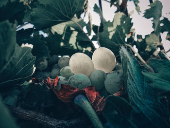 Close-up of fruits growing on tree