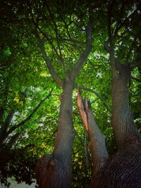 Trees in forest