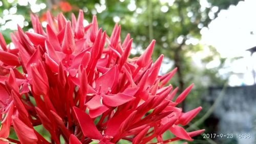 Close-up of red flowers blooming outdoors