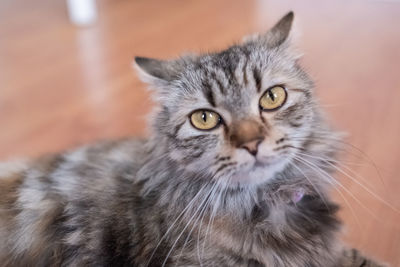 Close-up portrait of tabby cat